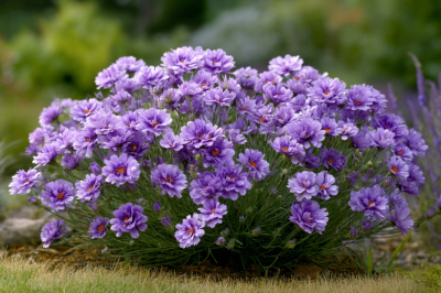 Посадил &mdash; и никаких забот: цветет до морозов, не болеет и зимует в открытом грунте без укрытия