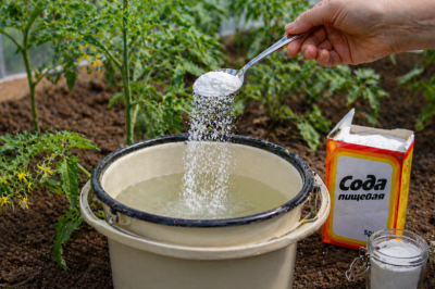 Пачку кухонного помощника выношу в огород: как правильно использовать соду, чтобы усилить урожай и не навредить растениям