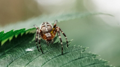 Клещи просыпаются: Татарстан оказался в зоне риска заражения энцефалитом 25/03/2026 &ndash; Новости