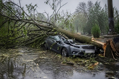 Дерево упало на машину: юрист объяснила, кто заплатит и что делать
