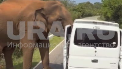 «Будет что вспомнить»: пара из Казани поделилась подробностями нападения слона на их автомобиль 26/01/2026 – Новости