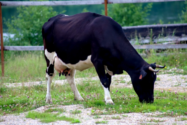 В одном из округов Нижегородской области введен карантин из-за пастереллеза у коров