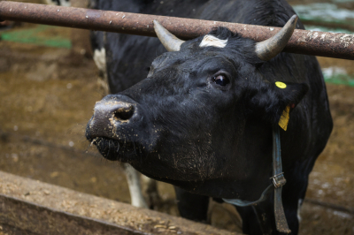 В&nbsp;Татарстан к&nbsp;празднику Курбан-байрам пытались незаконно завезти скот