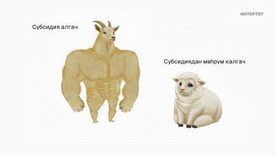 Сарык асраучы фермерлар: &laquo;Кәҗә - мал түгел, дисәләр дә, субсидия бирелә, безгә дә кирәк&raquo;