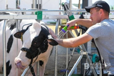 Фермерам Новосибирской области выплатили компенсации на 190 млн рублей за изъятый скот