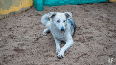 В Татарстане осудили мужчину, зарезавшего собаку при ребенке 09/02/2026 &ndash; Новости