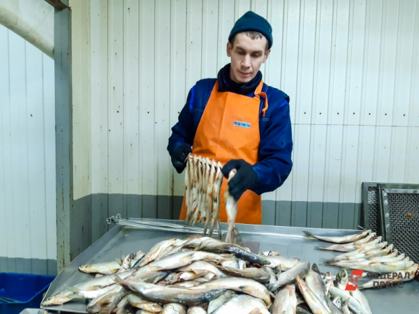 На Сахалине восстановят комплекс по переработке морепродуктов за 250 млн рублей
