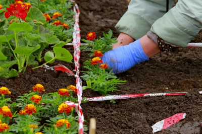 К 9 мая Новосибирск украсят пять тысяч гераней и бархатцев