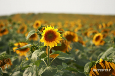 Татарстанда чәчү башланды: бөртеклеләрнең мәйданы кими, майлы культураларныкы - арта