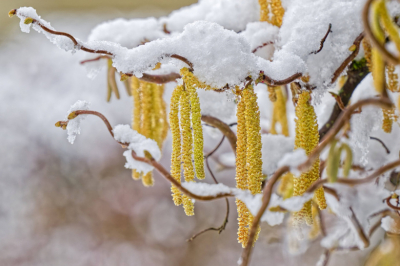 Когда ждать березовый пик? Пыльца в Москве сегодня &mdash; 28 апреля