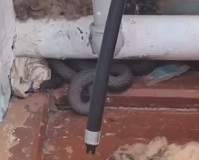 Огромная гадюка заползла в сельский медпункт в Тукаевском районе Татарстана - видео 19/04/2026 &ndash; Новости