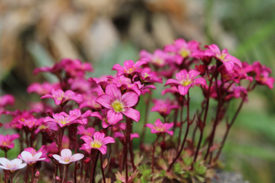 Посейте в апреле &mdash; и в июне каменистый сад покроется пурпурными и розовыми звездами. Ковер из цветов без лишних хлопот