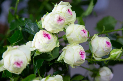 В Нижнем Новгороде оставшийся без цветов для мамы ребёнок получил два букета