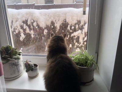 Жительница Москвы подарила дом двум котам, которые долгие годы жили в приюте