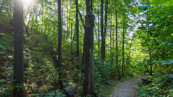 Двоих татарстанцев наказали за вырубку деревьев на сумму свыше 4,5 млн рублей 22/04/2026 &ndash; Новости