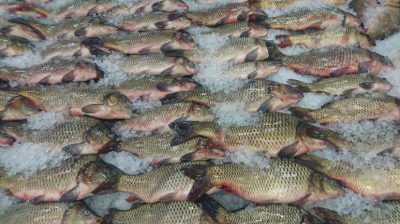 Казахстанские рыбоводы смогут продавать продукцию в Азербайджан