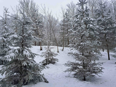 Сын пропавшей без вести в тайге Усольцевой выступил с новым заявлением